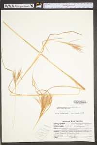 Andropogon glomeratus var. glomeratus image