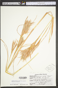 Andropogon glomeratus image