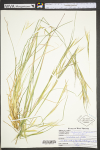 Andropogon virginicus var. virginicus image