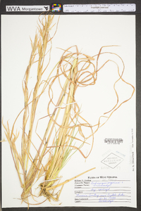 Andropogon virginicus var. virginicus image