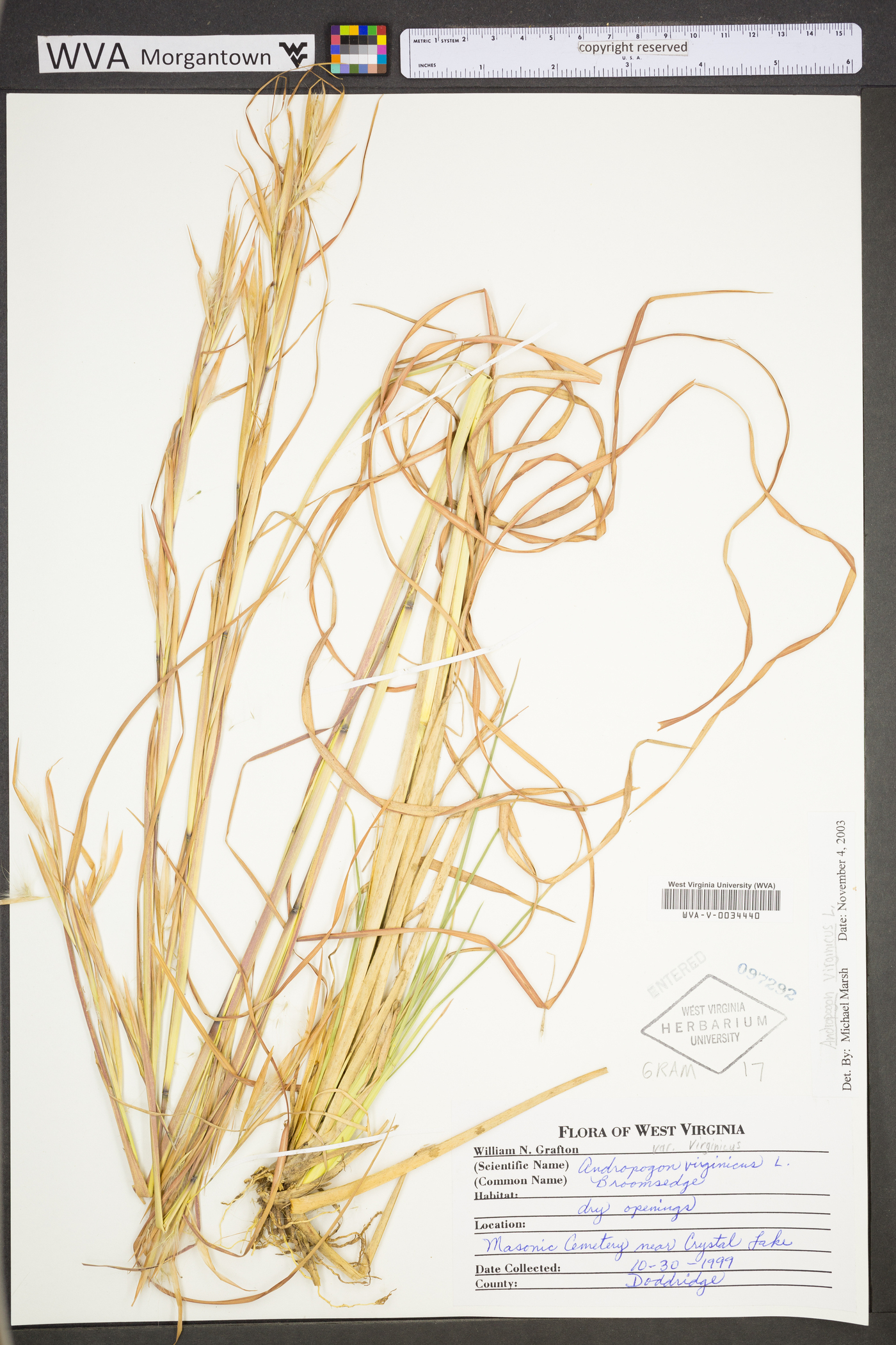 Andropogon virginicus var. virginicus image