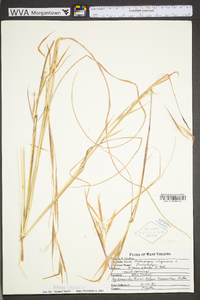 Andropogon virginicus var. virginicus image