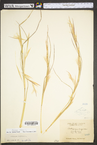 Andropogon virginicus var. virginicus image