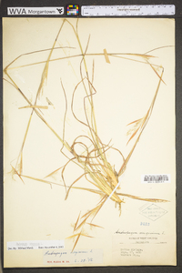 Andropogon virginicus var. virginicus image