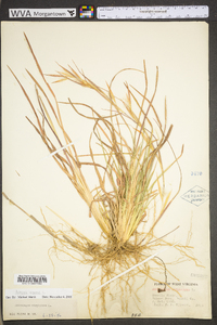 Andropogon virginicus var. virginicus image