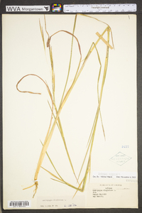 Andropogon virginicus var. virginicus image