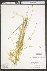 Andropogon virginicus var. virginicus image