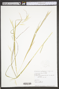 Andropogon virginicus var. virginicus image