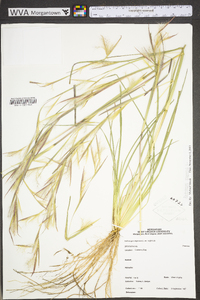 Andropogon virginicus var. virginicus image