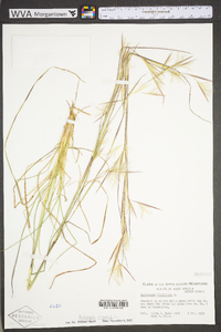 Andropogon virginicus var. virginicus image