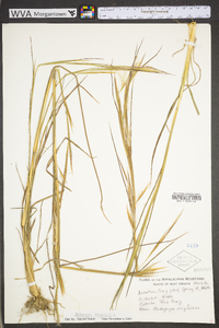 Andropogon virginicus var. virginicus image