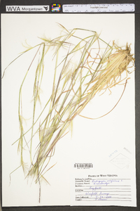 Andropogon virginicus var. virginicus image