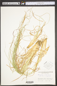 Andropogon virginicus var. virginicus image