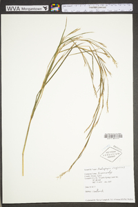 Andropogon virginicus var. virginicus image