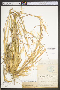 Andropogon virginicus var. virginicus image