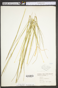 Andropogon virginicus var. virginicus image