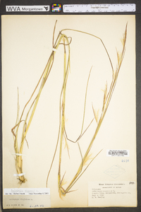 Andropogon virginicus var. virginicus image