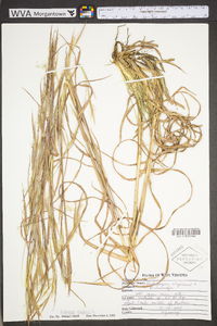 Andropogon virginicus var. virginicus image