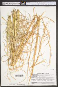 Andropogon virginicus var. virginicus image