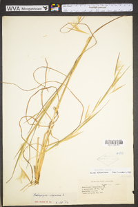 Andropogon virginicus var. virginicus image