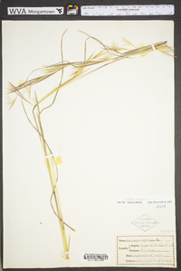 Andropogon virginicus var. virginicus image