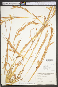 Andropogon virginicus var. virginicus image