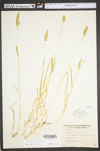 Anthoxanthum odoratum subsp. odoratum image