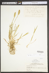 Anthoxanthum odoratum subsp. odoratum image