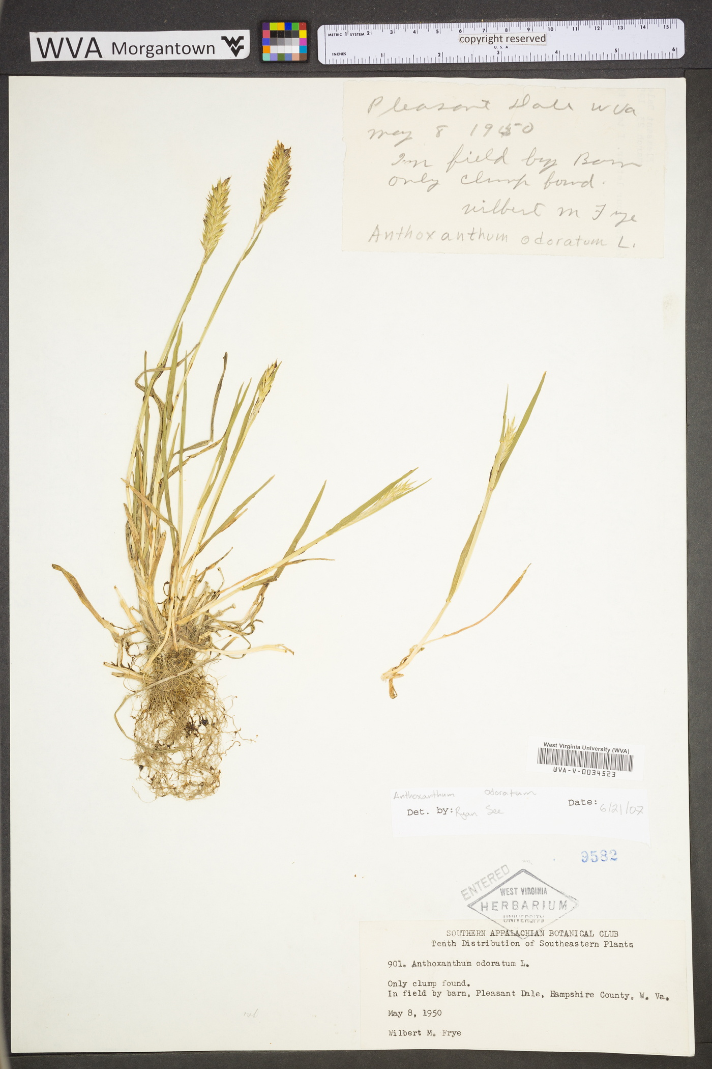 Anthoxanthum odoratum subsp. odoratum image