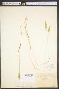 Anthoxanthum odoratum subsp. odoratum image