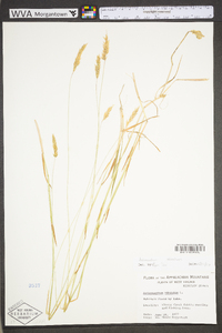 Anthoxanthum odoratum subsp. odoratum image