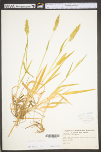 Anthoxanthum odoratum subsp. odoratum image