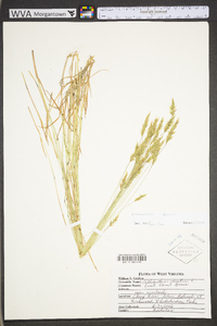 Anthoxanthum odoratum subsp. odoratum image