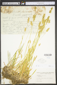 Anthoxanthum odoratum subsp. odoratum image