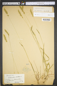 Anthoxanthum odoratum subsp. odoratum image