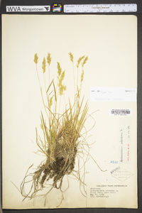 Anthoxanthum odoratum subsp. odoratum image