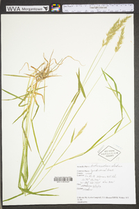 Anthoxanthum odoratum subsp. odoratum image