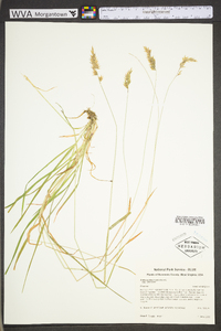 Anthoxanthum odoratum subsp. odoratum image