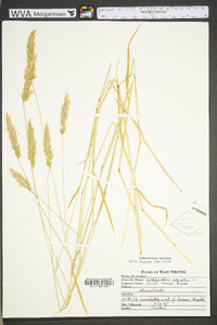 Anthoxanthum odoratum subsp. odoratum image