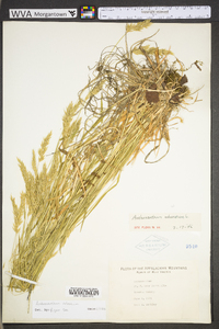 Anthoxanthum odoratum subsp. odoratum image