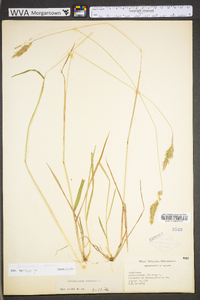 Anthoxanthum odoratum subsp. odoratum image