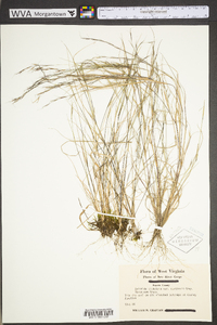 Aristida dichotoma image