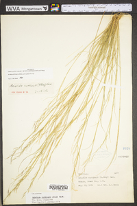 Aristida dichotoma image