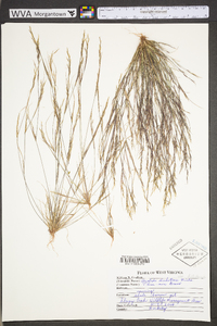 Aristida dichotoma image