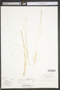 Aristida dichotoma image