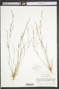 Aristida dichotoma image