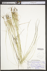 Aristida dichotoma image