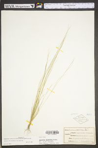 Aristida dichotoma image