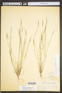 Aristida dichotoma image