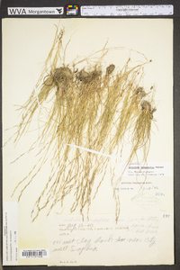 Aristida longespica image